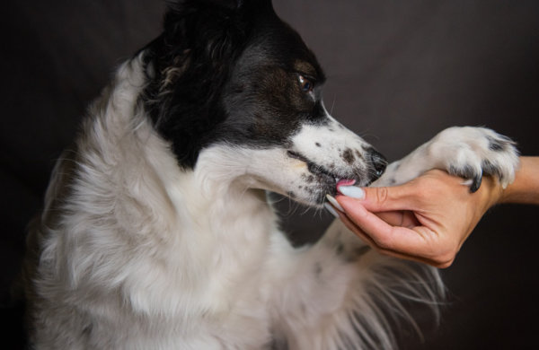 Why Pet Supplement Fulfillment Is Different