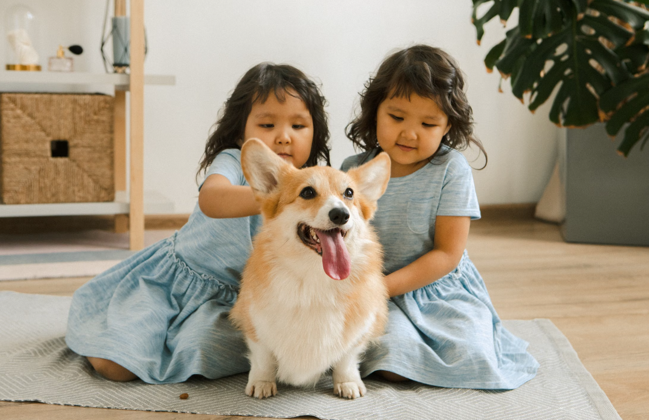 private-label-pet-supplements-guide