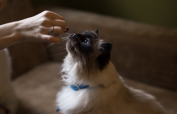 Top 10 Best-Selling Private Label Supplements for Cats