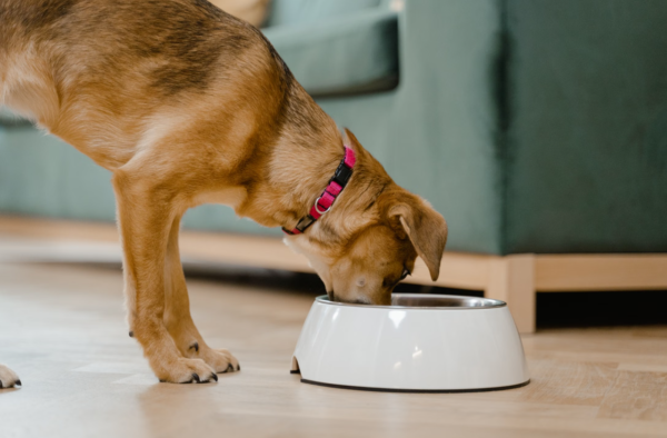 How to Review a COA for Private Label Pet Supplement Ingredients