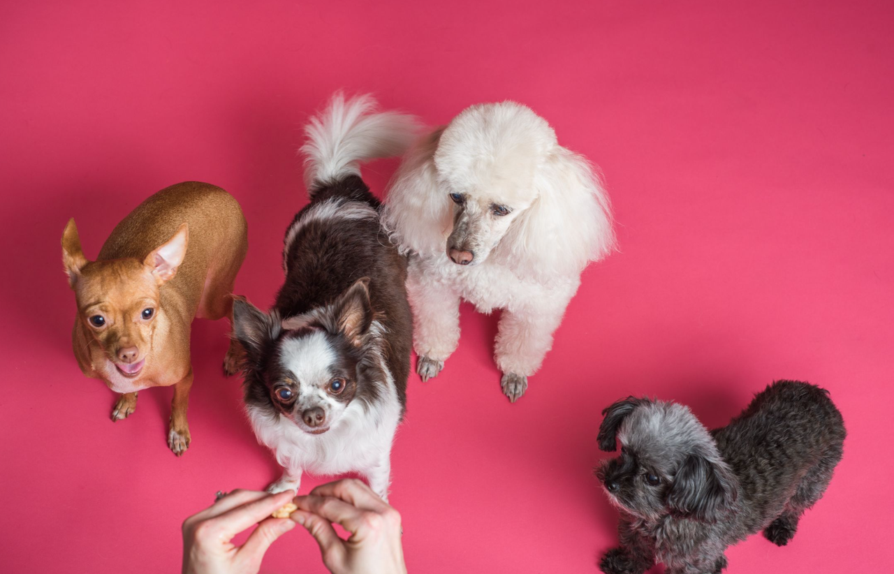 How to Check Pet Supplement Manufacturing Quality