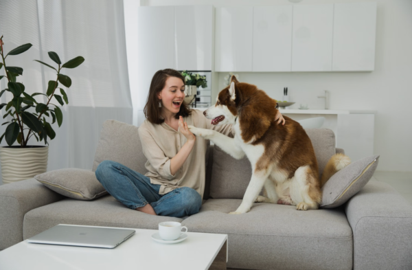 China Pet Dropshipping Supplier vs Pet Product Manufacturer