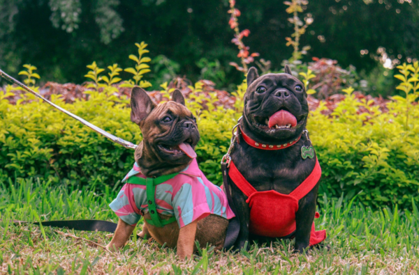 Best China Pet Dropshipping Suppliers for Pet Supplements and Wellness Products