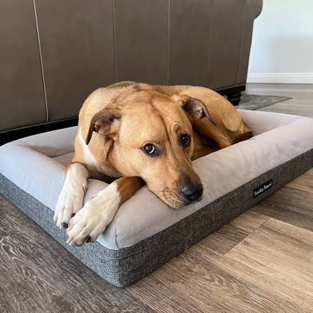 Orthopedic Memory-Foam Beds for Senior and Large Dogs